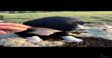 Portuguese Water Dog dogs - Advert 9