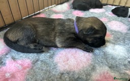 German Shepherd dogs for sale: KC Registered Working Line German Shepherd Puppies - Image 17
