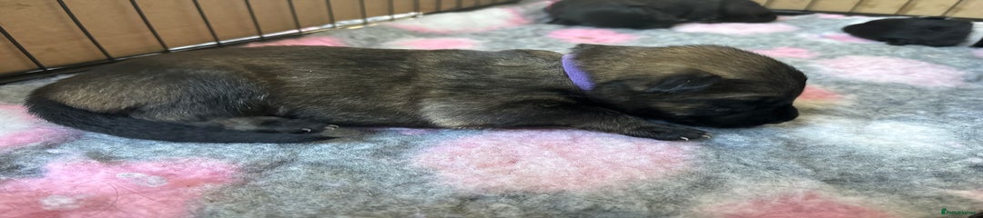 💜