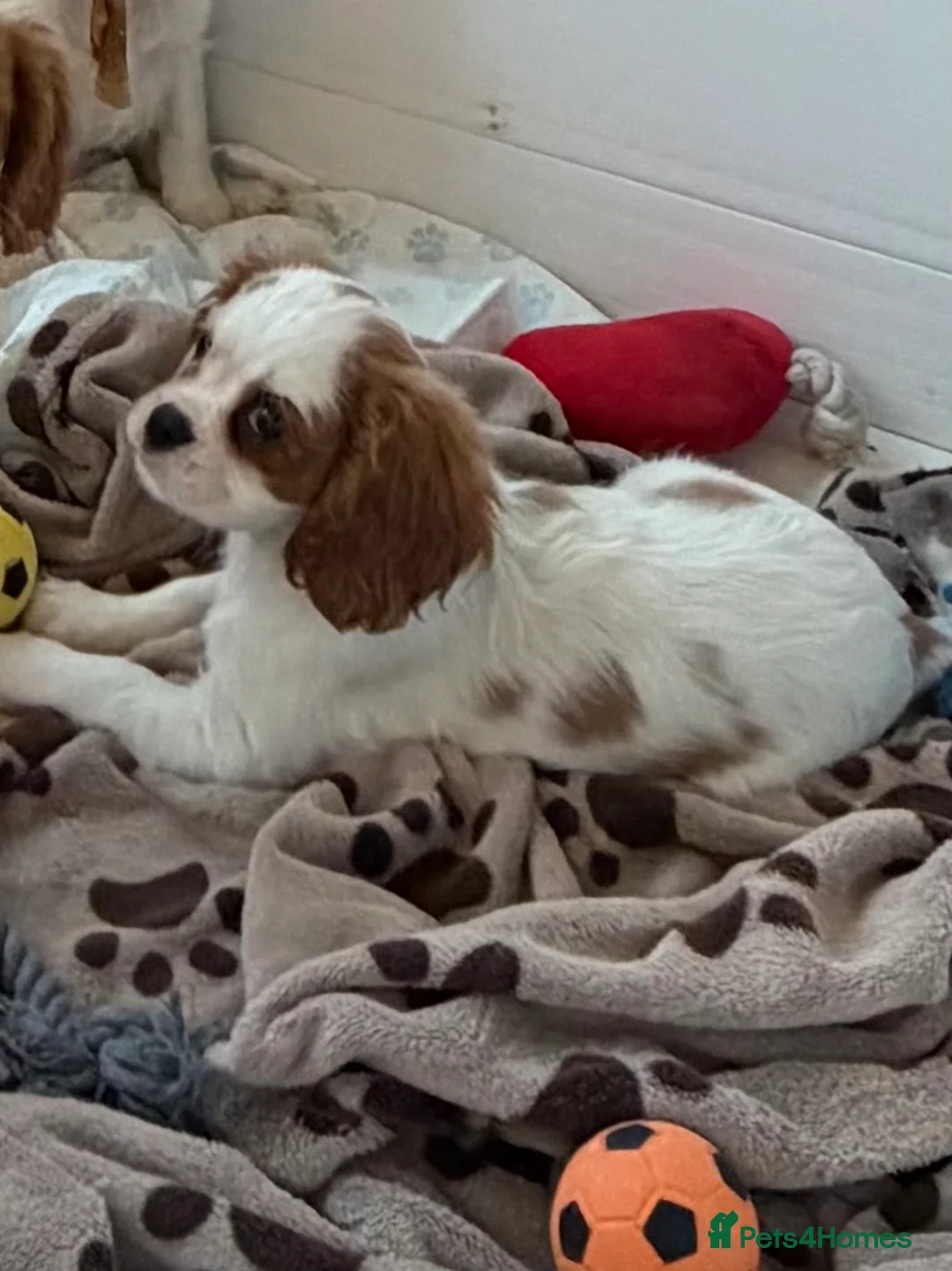 Cavalier King Charles Spaniel dogs for sale: Kc registered cavalier king charles puppies - Advert 2