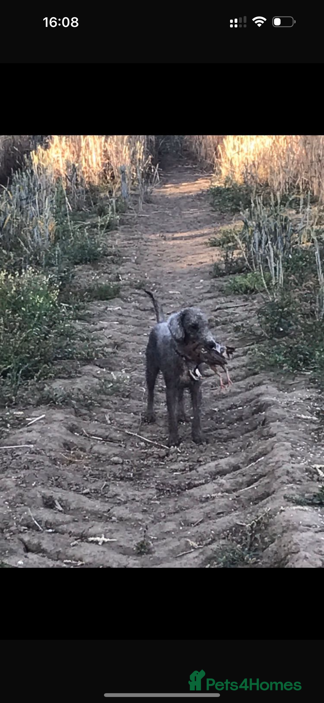 Bedlington Terrier dogs for sale: KC REGISTERED BEDLINGTON TERRIERS - Advert 8