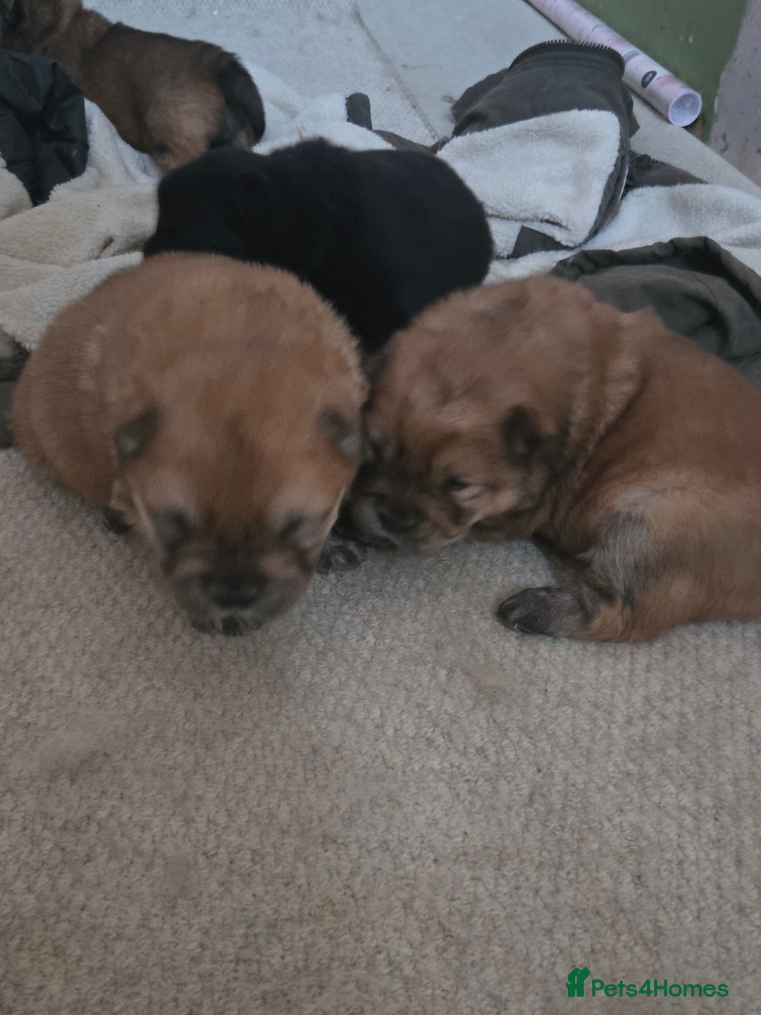 Chow Chow dogs for sale: Chow chow puppies - Advert 5
