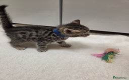 Bengal cats for sale: Beautiful 1/2 bengal kittens - Image 34