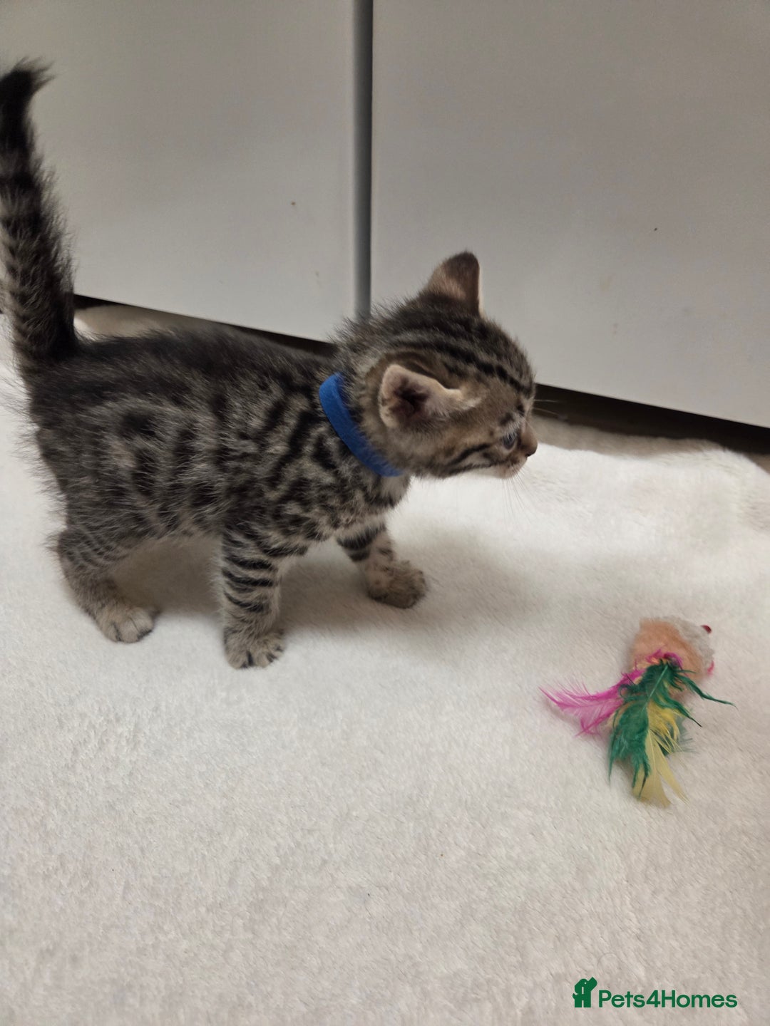 Bengal cats for sale: Beautiful 1/2 bengal kittens - Image 34