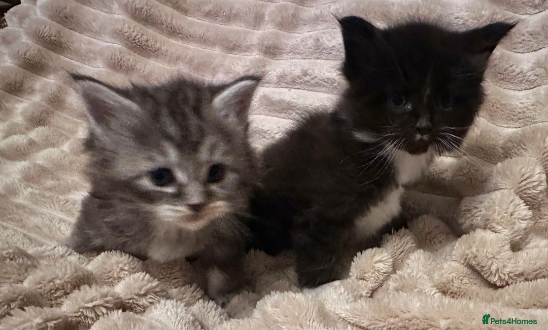 Ragcoon cats for sale: 2 maine Coon x Ragdoll kittens  - Advert 9