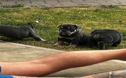 French Bulldog dogs for sale: Beautiful litter of French Bulldog Puppies! - Advert 5