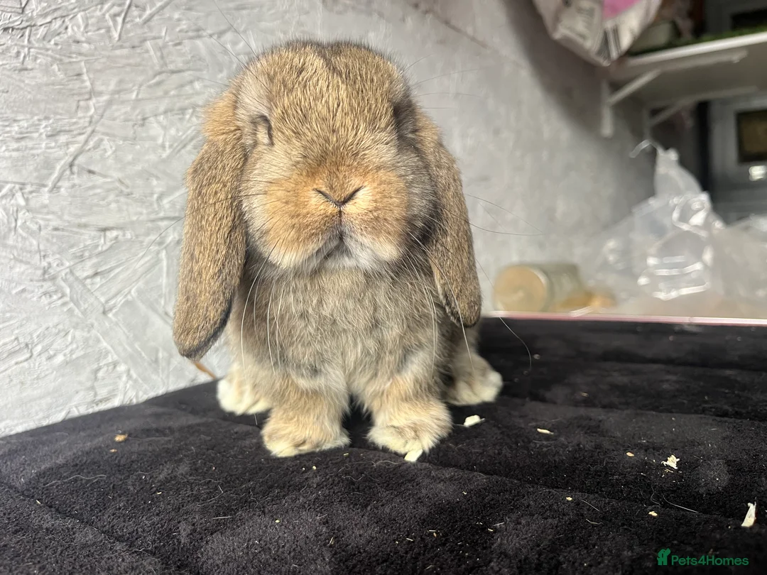 Mini Lop rabbits for sale: Pure mini lop  - Advert 4