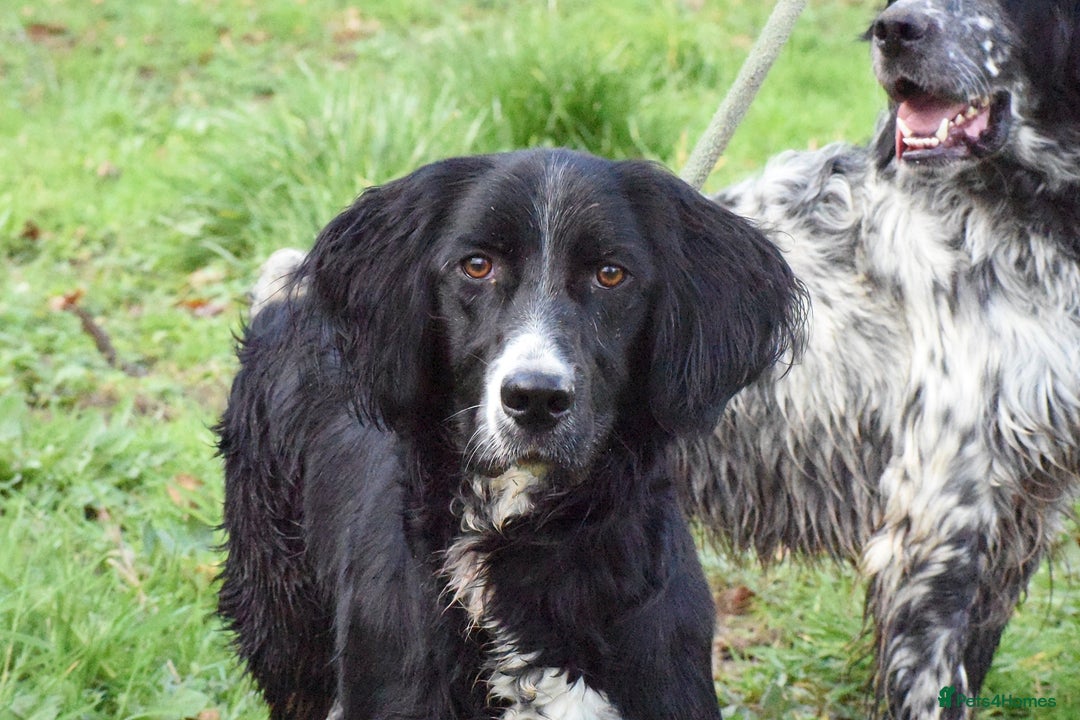 English Setter dogs for adoption: Marshall - Advert 9