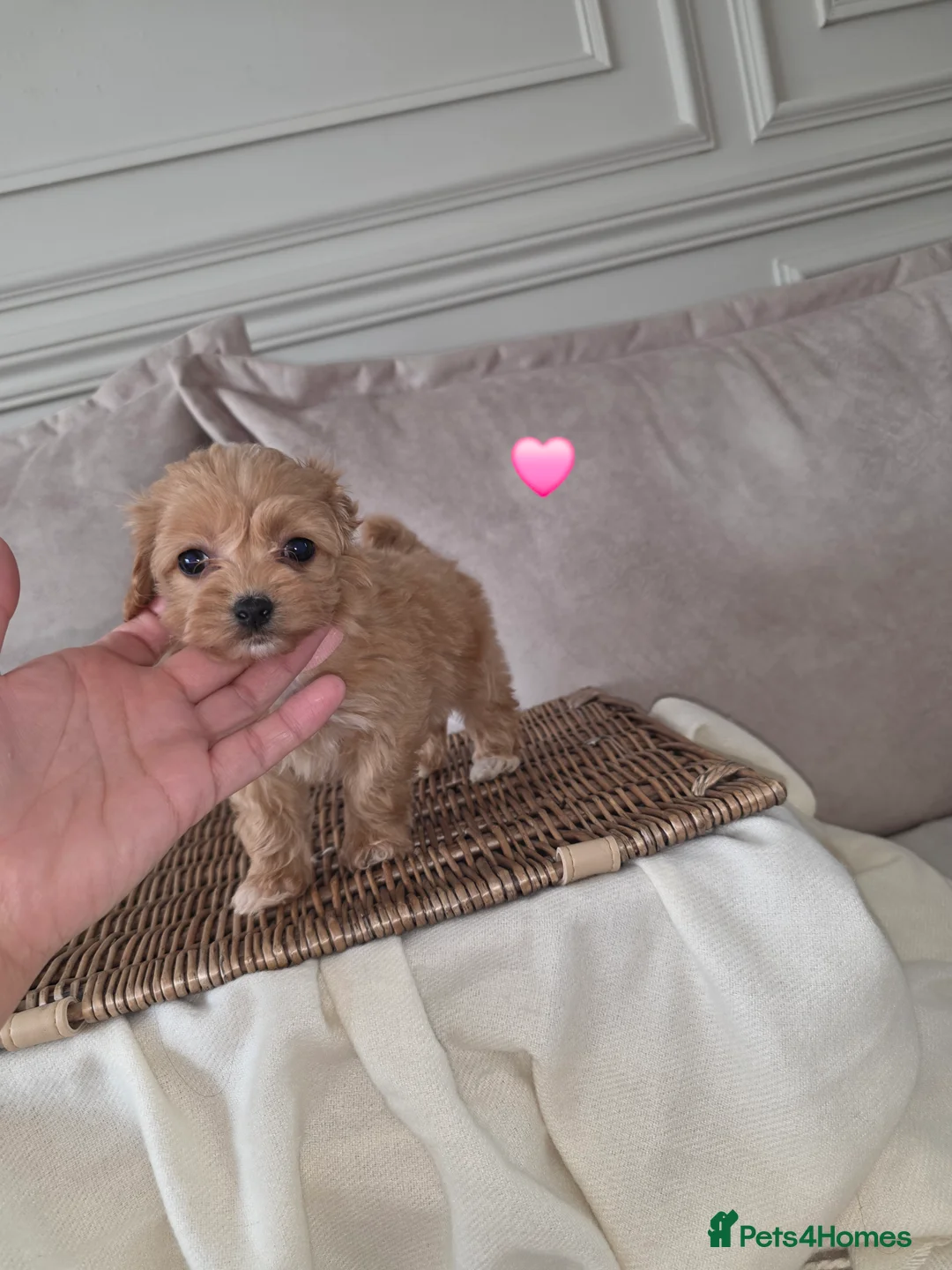 Maltipoo dogs for sale: Five gorgeous multi-poo puppies 3boys 2 girls - Advert 23