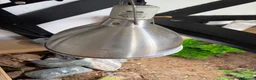 Tortoise reptiles for sale: Female Russian tortoise - Advert 14