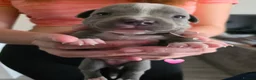 Staffordshire Bull Terrier dogs for sale: LAST ONE ** BLUE STAFFORDSHIRE BULL TERRIERS  - Advert 31
