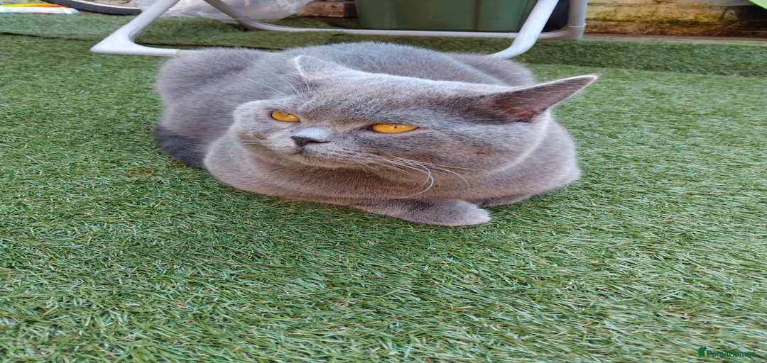 Gallery Image {{count}}