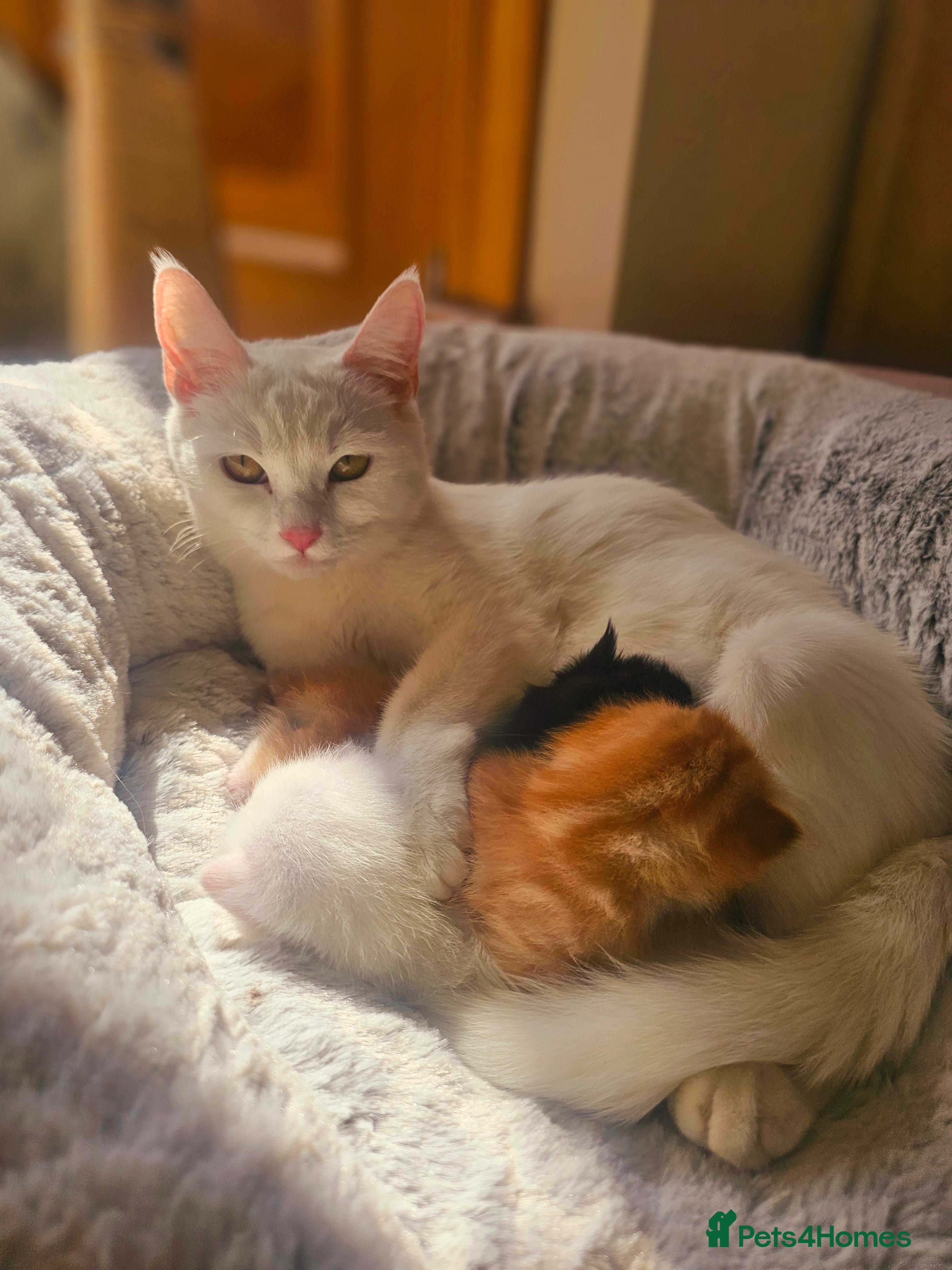 Turkish Angora cats Luxury Turkish Agora kittens for sale - Advert 1