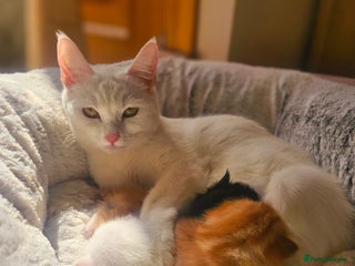 Turkish Angora cats Luxury Turkish Agora kittens for sale - Advert 2