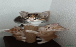 Maine Coon cats for sale: Mainecoon kittens  - Image 1