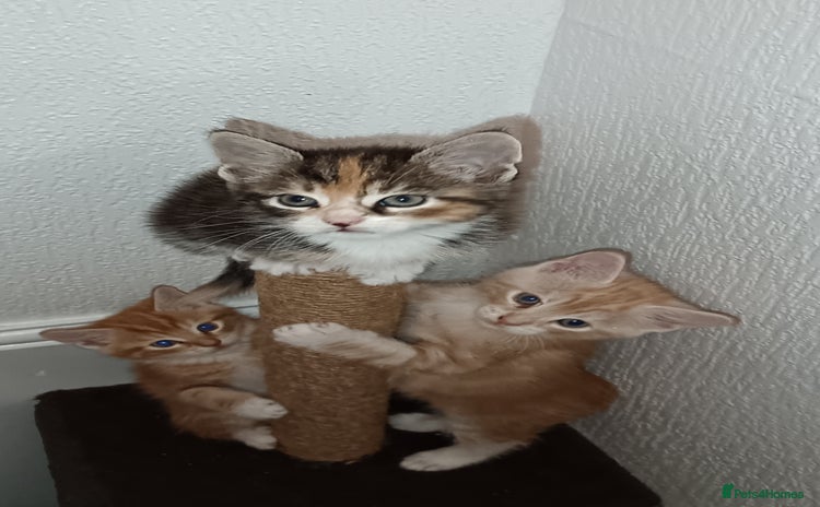 Maine Coon cats - Advert 1