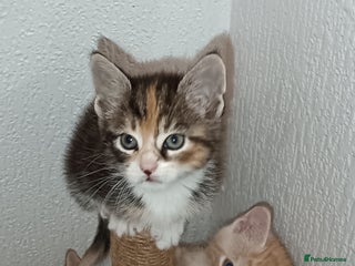 Maine Coon cats - Advert 20