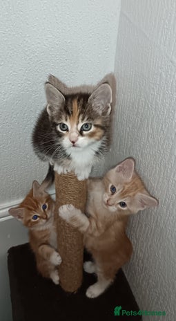 Maine Coon cats - Advert 1