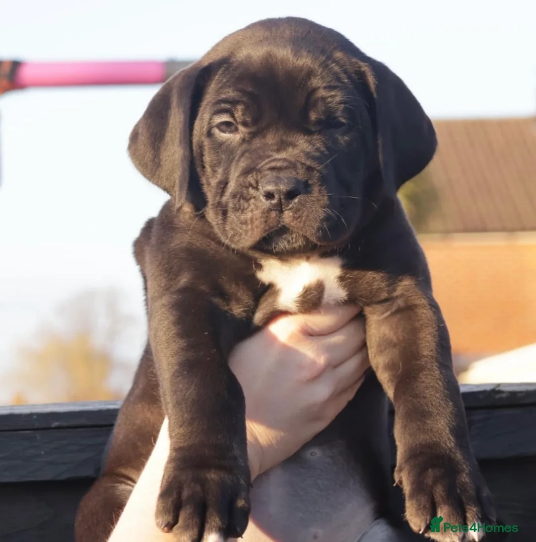 Boerboel dogs for stud: Imperial Health Tested & Champion Stud in Eastleigh - Advert 33