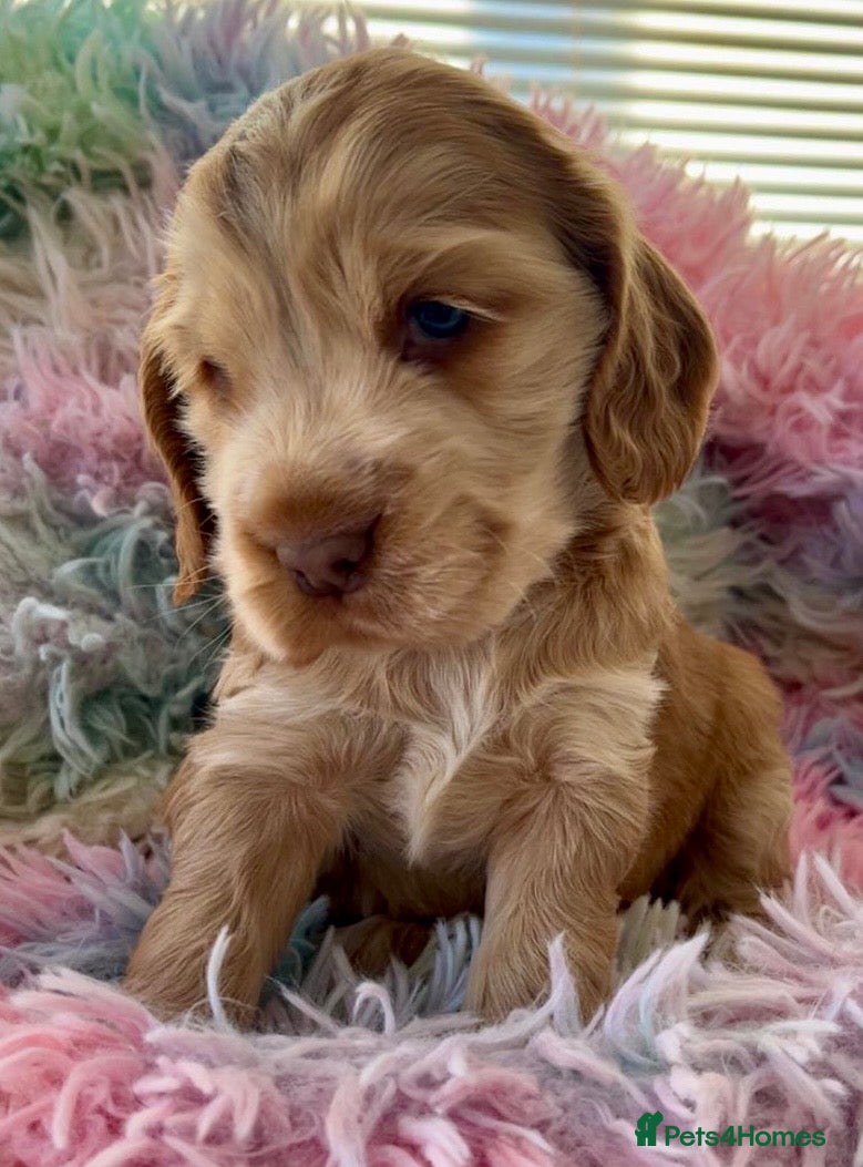 Cocker Spaniel dogs Champion Bloodlines KC Reg Show Cocker Spaniels - Advert 2