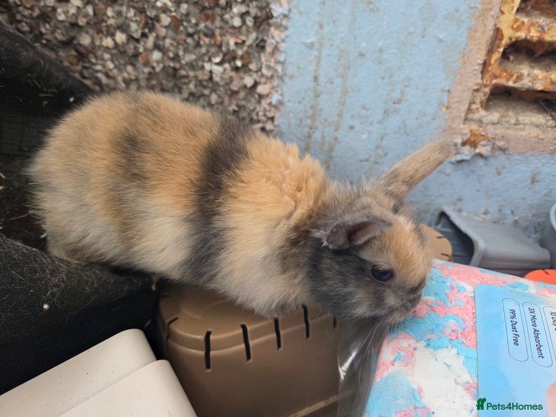 Mini Lop rabbits for sale: 🐰 Mini Lop Rabbits – Loving Homes Wanted 🏡 - Image 8