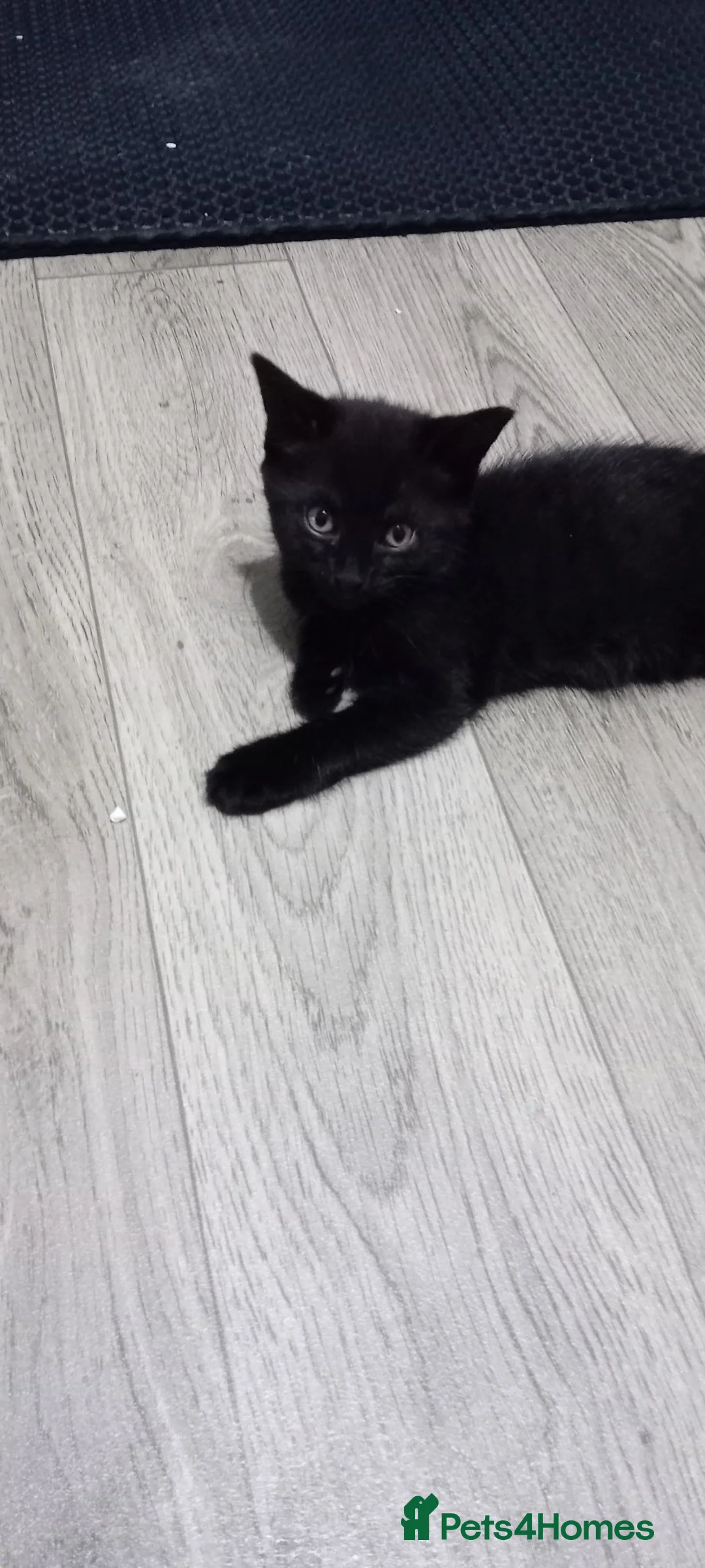 Mixed Breed cats for sale: Beautiful black kittens in Walsall - Advert 2