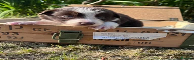 Border Collie 6