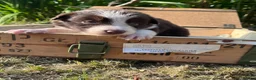 Border Collie dogs for sale: Border Collie Puppies Merles & Red and Whites - Advert 6