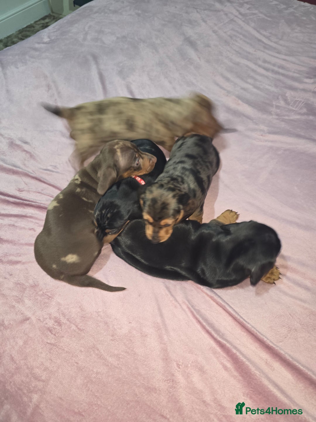 Miniature Dachshund dogs for sale: True to type kc dad home raised both parents here - Advert 26