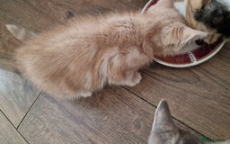 Mixed Breed cats for sale: kittens for sale - Image 12