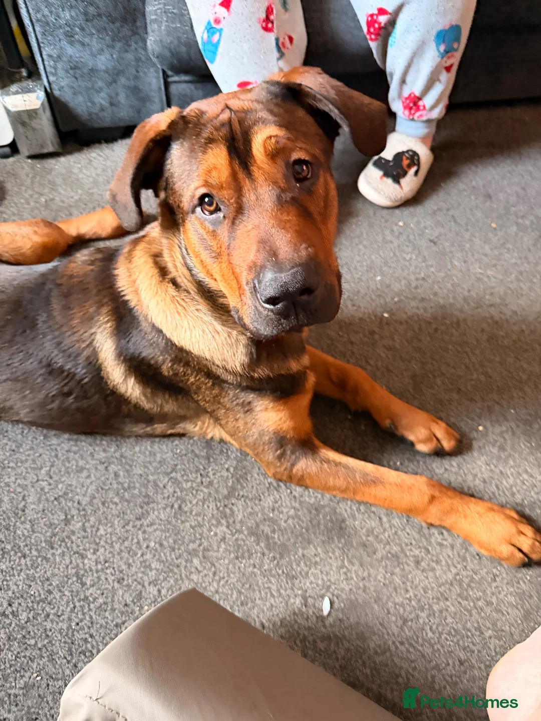Mixed Breed dogs for sale: Mallinois x Rottweiler  - Advert 2