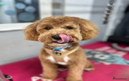 Cavachon dogs for sale: Ralph  - Image 2