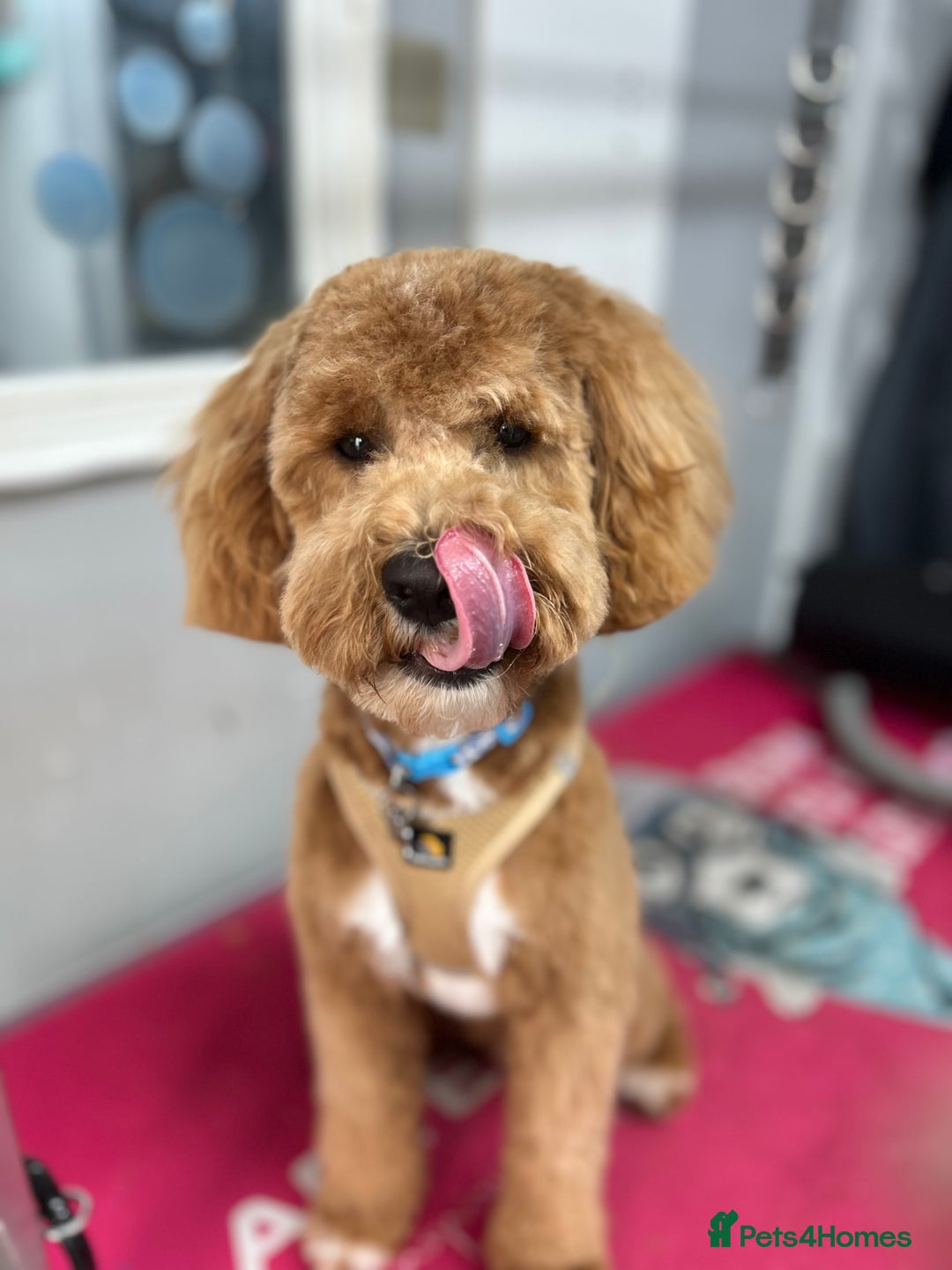 Cavachon dogs for sale: Ralph  - Image 2