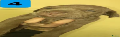 MALE 4, LILAC