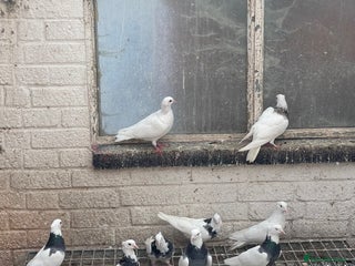 Pigeons birds - Advert 12