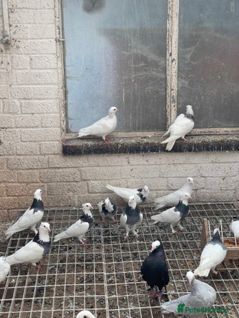 Pigeons birds - Advert 2