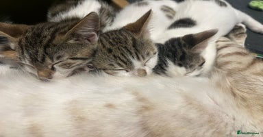 Mixed Breed cats - Advert 9