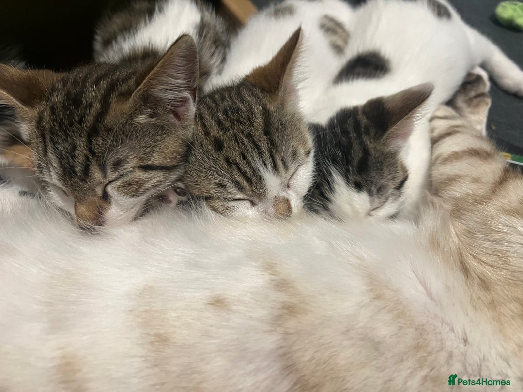 Mixed Breed cats for sale: Ready! Snow Bengal/Seal Lynx X Kittens  - Image 3