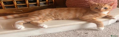 American Shorthair 1