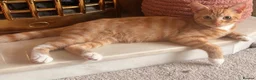 American Shorthair cats for sale: Short hair ginger cat - Advert 1