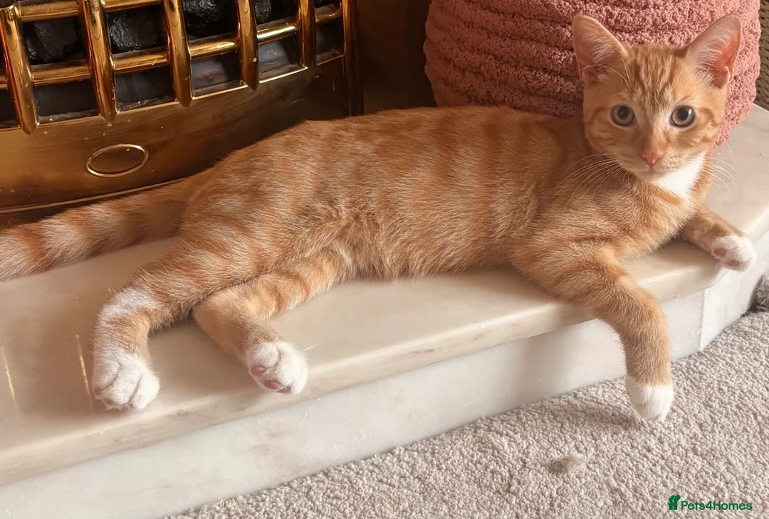 American Shorthair cats for sale: Short hair ginger cat - Advert 1