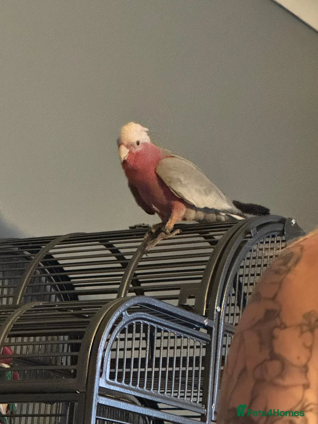 Parrots birds for sale: Hand tame galah cockatoo in Dudley - Advert 1