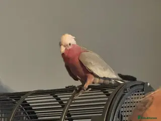Parrots birds Hand tame galah cockatoo - Advert 1