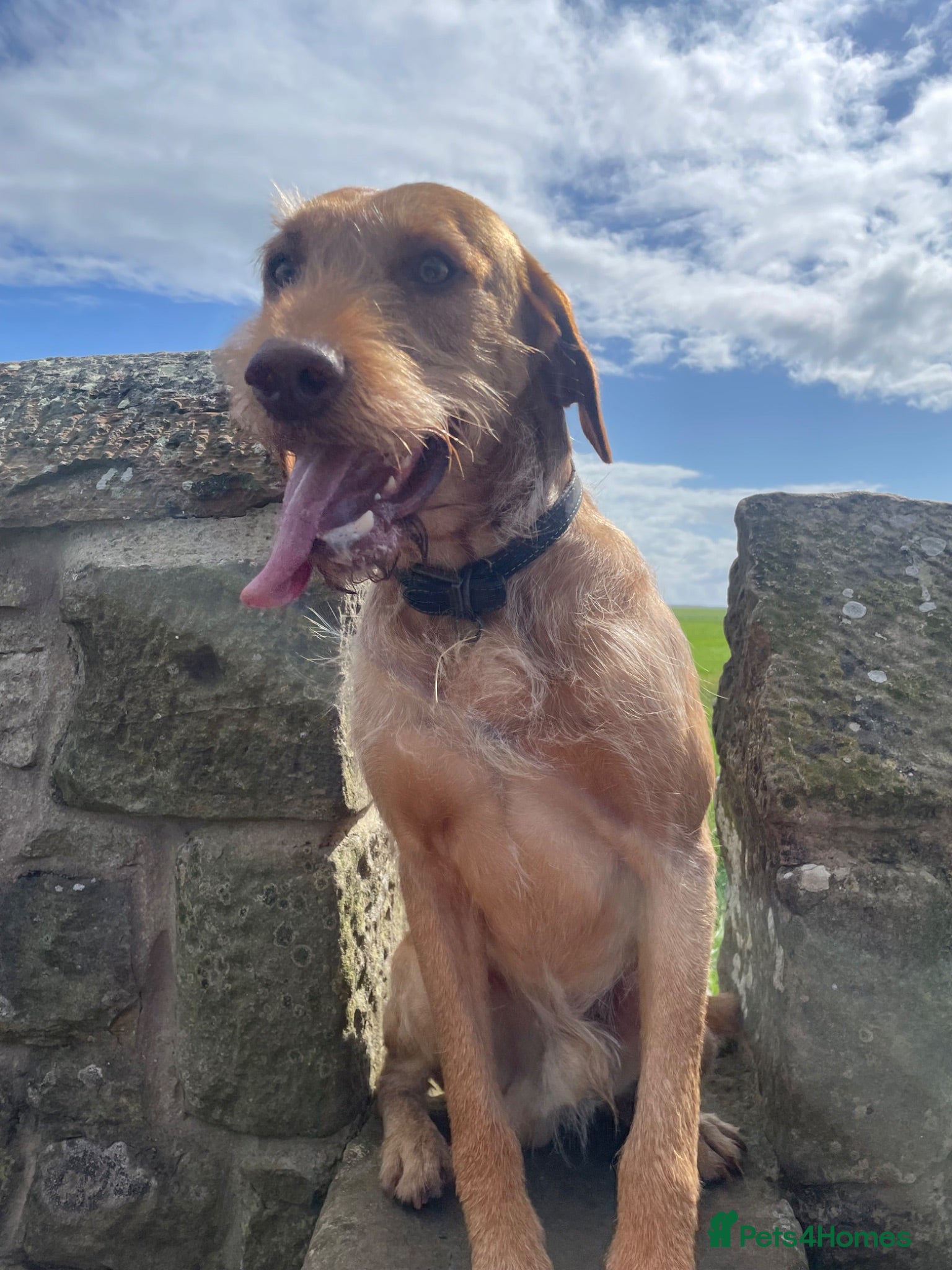 Mixed Breed dogs 4 year old male Vizslador (neutered) - Advert 4