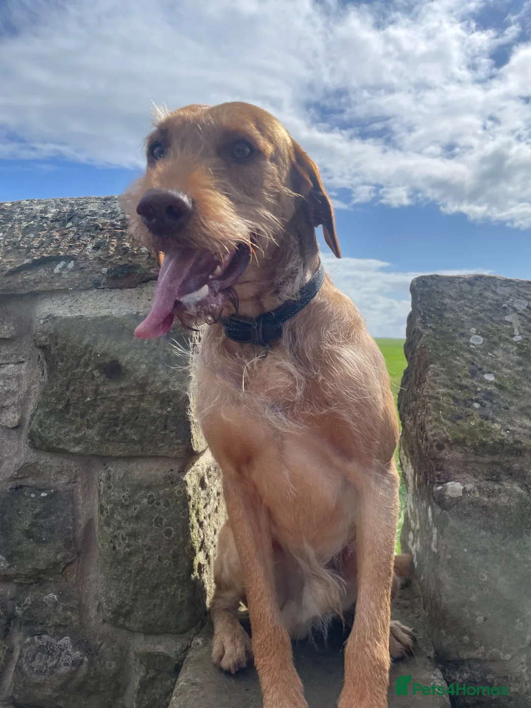 Mixed Breed dogs for sale: 4 year old male Vizslador (neutered) in Cockermouth - Advert 1