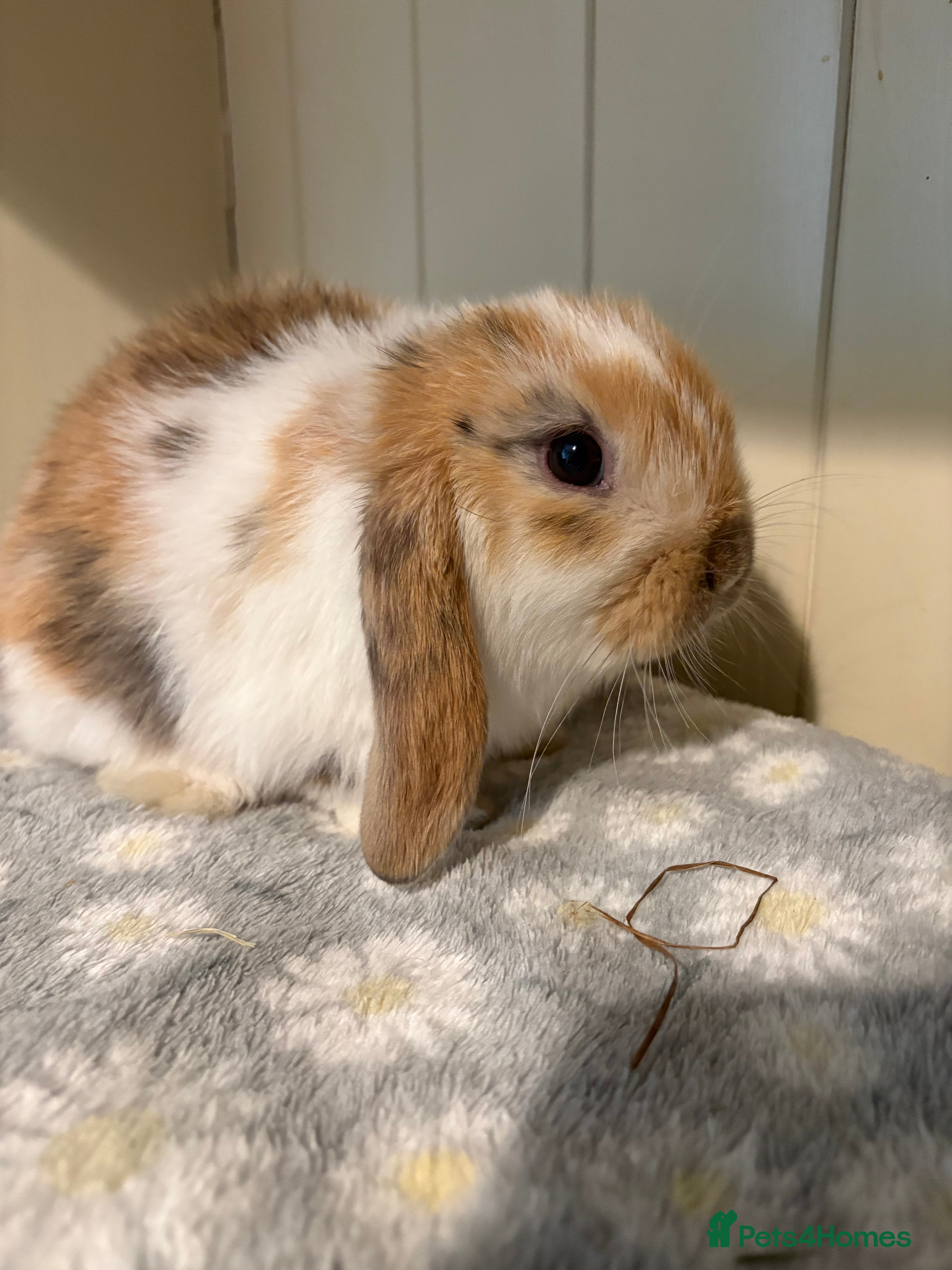 Mini Lop rabbits Vaccinated/raised indoors, mini lops and lion lop  - Advert 12