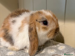 Mini Lop rabbits Vaccinated/raised indoors, mini lops and lion lop - Advert 12
