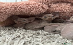 Devon Rex cats for sale: TICA Registered- Lilac Devon Rex Kittens - Image 27
