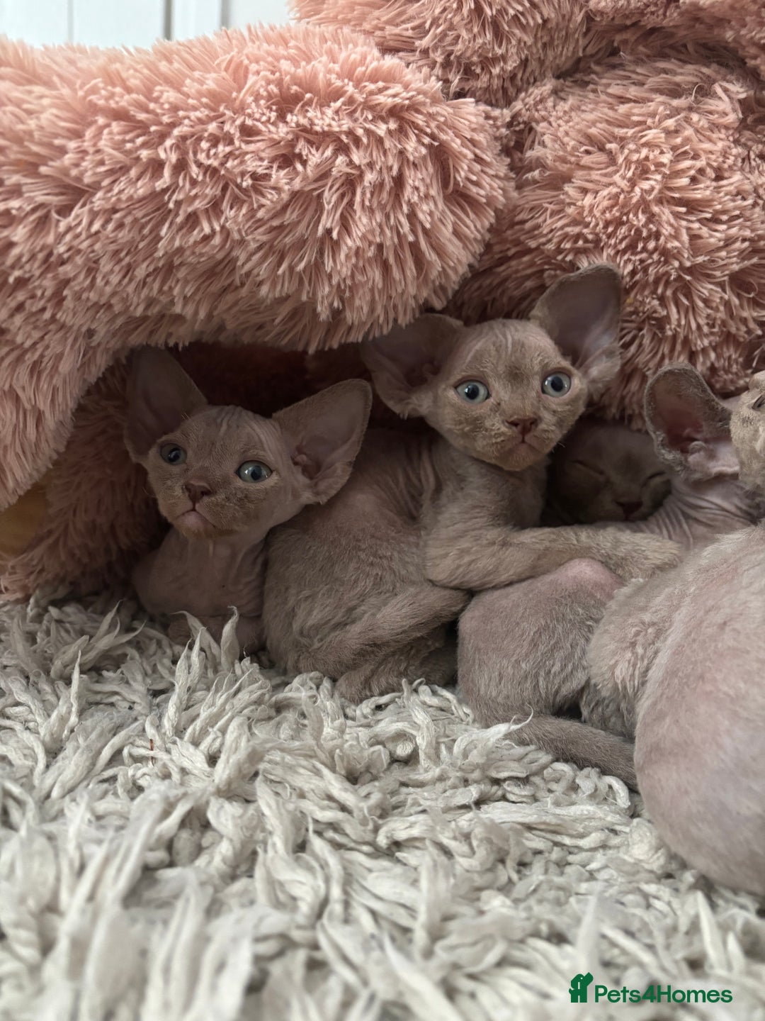 Devon Rex cats for sale: TICA Registered- Lilac Devon Rex Kittens - Image 27