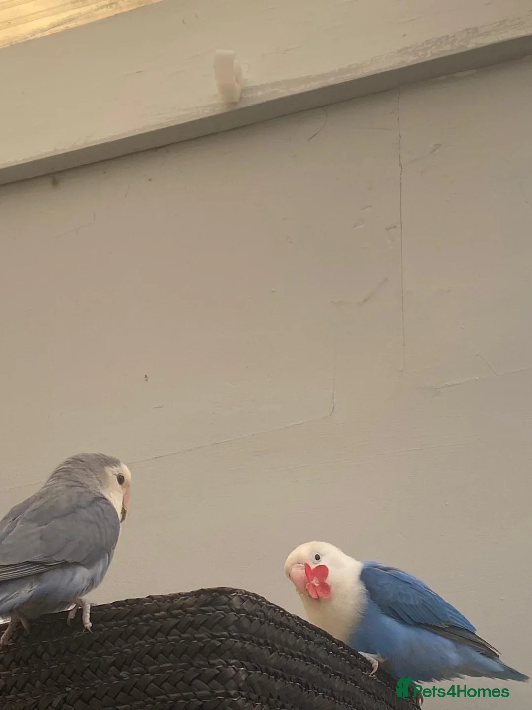 Lovebirds birds for sale: Pair of Lovebirds - Advert 5